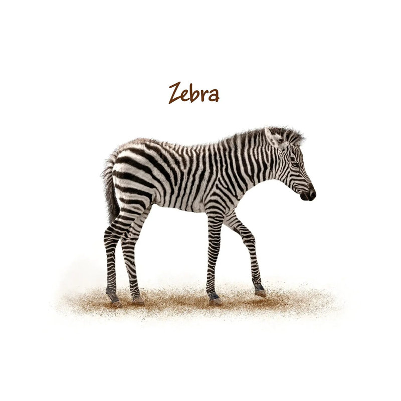Cute Baby Zebra Walking by Susan Schmitz - Wrapped Canvas Print, Wrapped Canvas, 30.48 cm H x 30.48 cm W