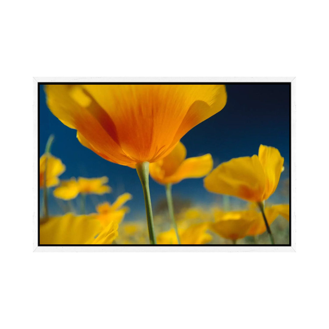 Mexikanischer Goldmohn, New Mexico von Tim Fitzharris - Galerie-umwickelte Leinwand Giclée auf Leinwand