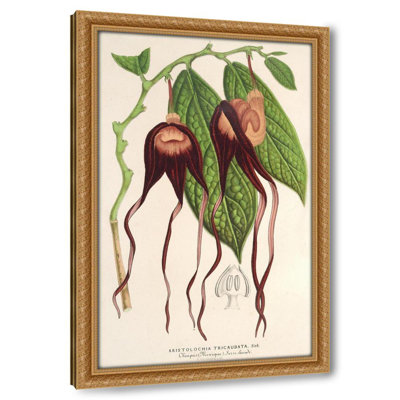Aristolochia tricaudata (1854-1896)