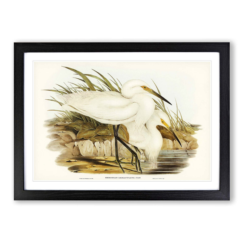 Spotless Egrets by Elizabeth Gould - Picture Frame Painting Print, Black Framed, 48cm H x 65cm W x 2cm D