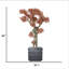 Plante à bonsaï 50 "H-touch-97779128