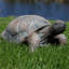 Statue de tortue Martinez-Wilson