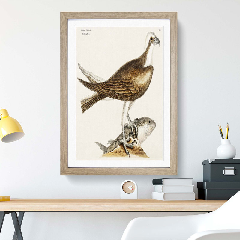 Fishing Hawk by Mark Catesby - Picture Frame Art Print, 36cm H x 27cm W x 2cm D, Oak Framed