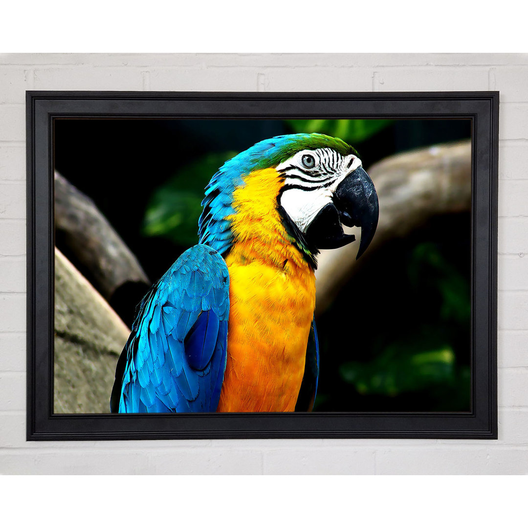 Amazing Parrot - Einzelner Bilderrahmen Kunstdrucke