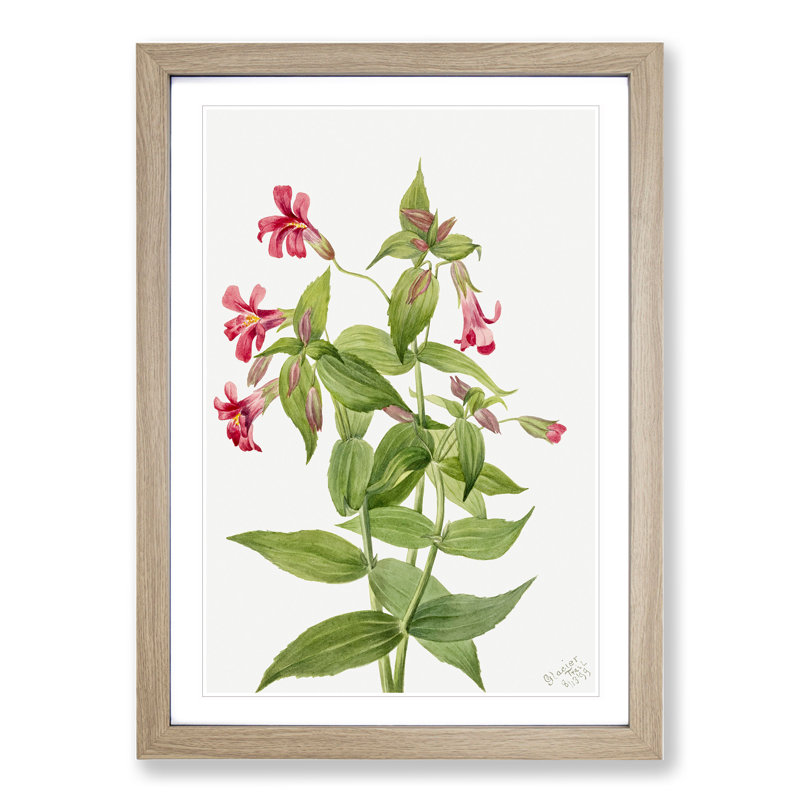 Lewis Monkey Flower by Mary Vaux Walcott - Picture Frame Painting, 48cm H x 36cm W x 2cm D, Oak Framed