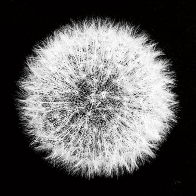 Dandelion on Black I par Aledanda - Photographie sur toile tendue, H 20 po x l 20 po x P 1,25 po