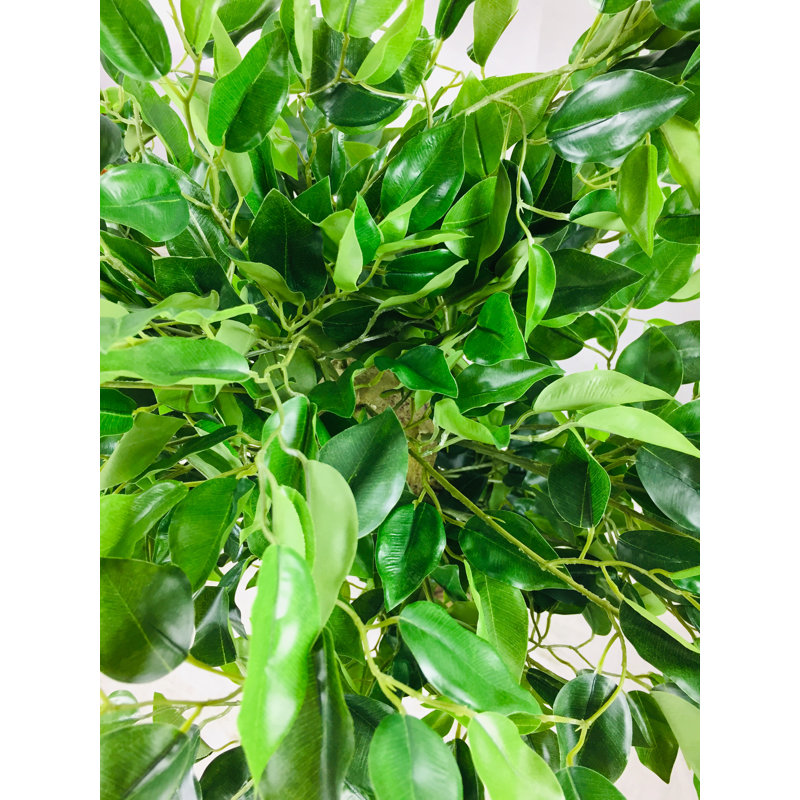 120cm Ficus Tree in Pot