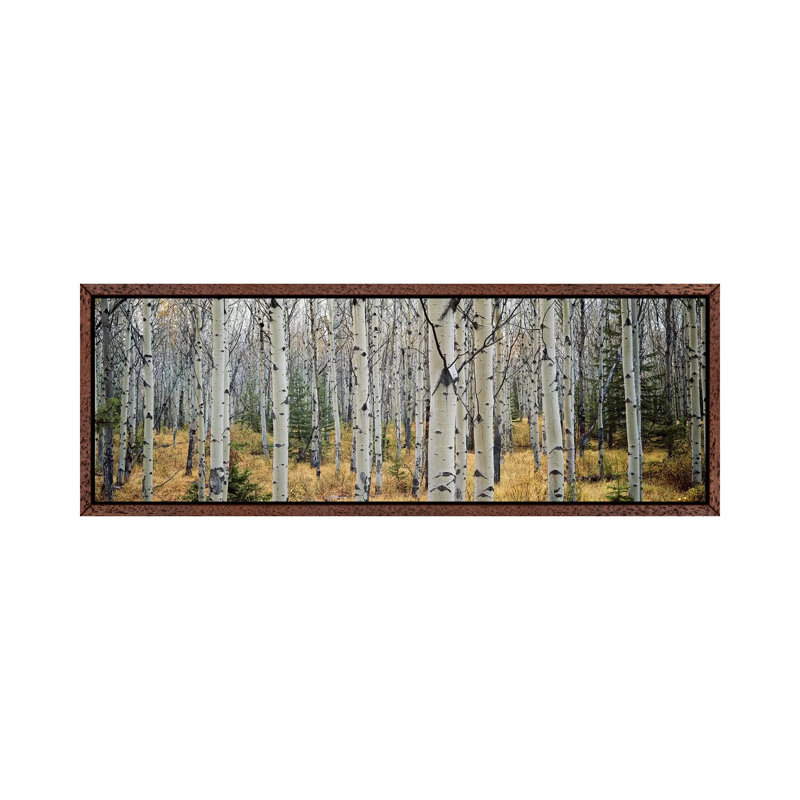 Aspen Trees In A Forest Alberta, Canada by Panoramic Images - Wrapped Canvas Panoramic Print, 30.48 cm H x 91.44 cm W