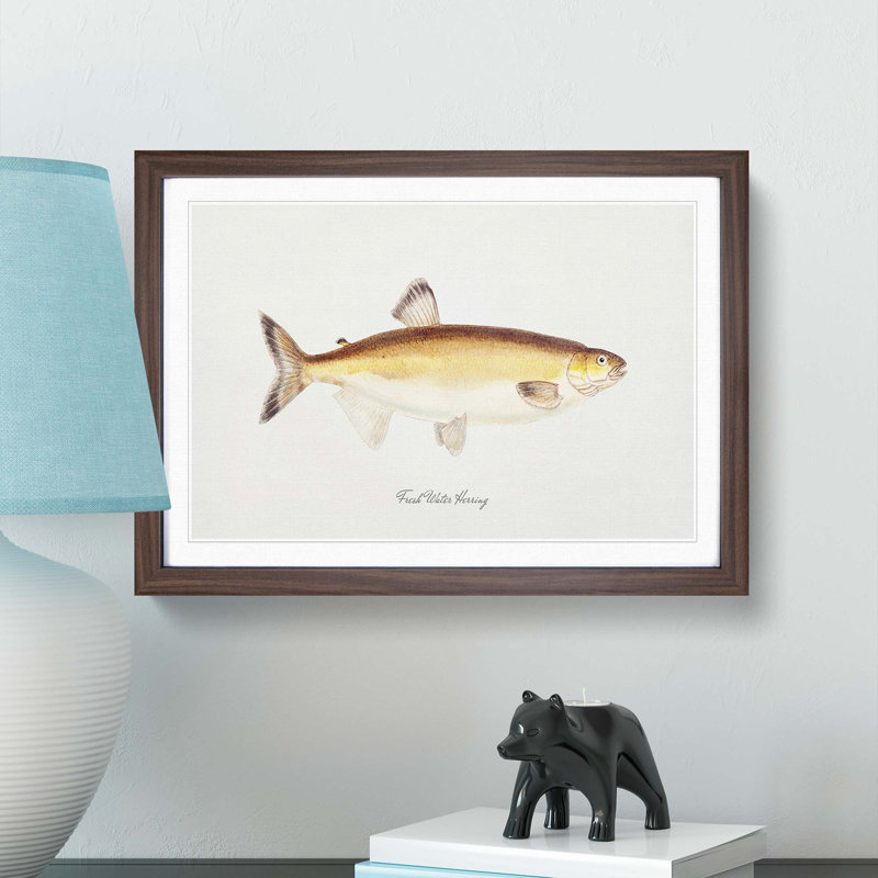 Illustration of a Freshwater Herring by F.E. Clarke - Picture Frame Painting Print, 36cm H x 48cm W x 2cm D, Walnut Framed