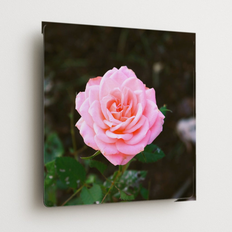 Rose rose en fleurs — Décoration murale carrée en métal, H 16 po x l 16 po