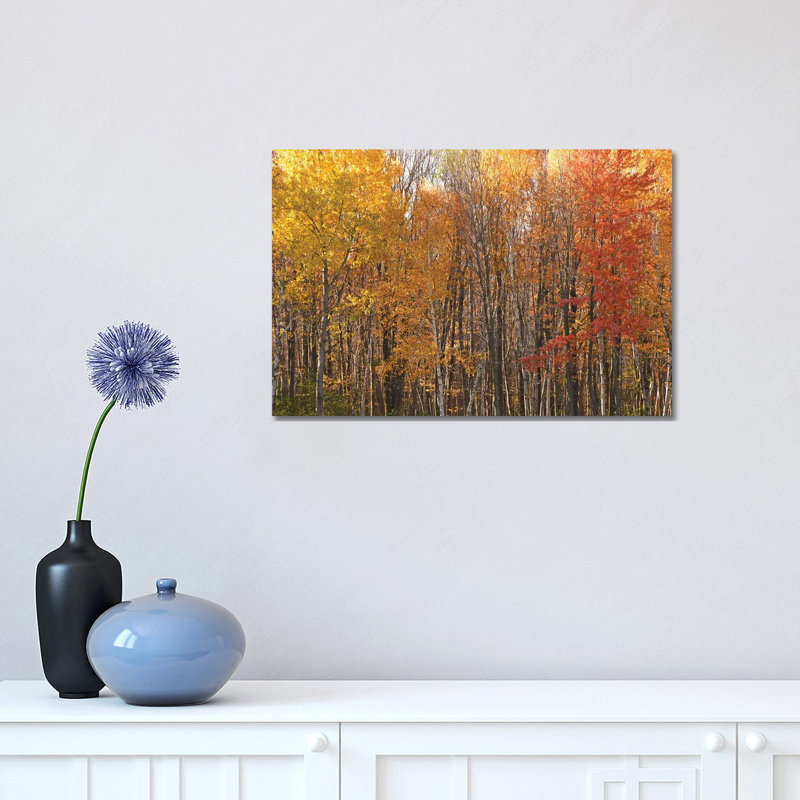 Stand Of Color by Brian Wolf - Wrapped Canvas Print, 30.48 cm H x 45.72 cm W