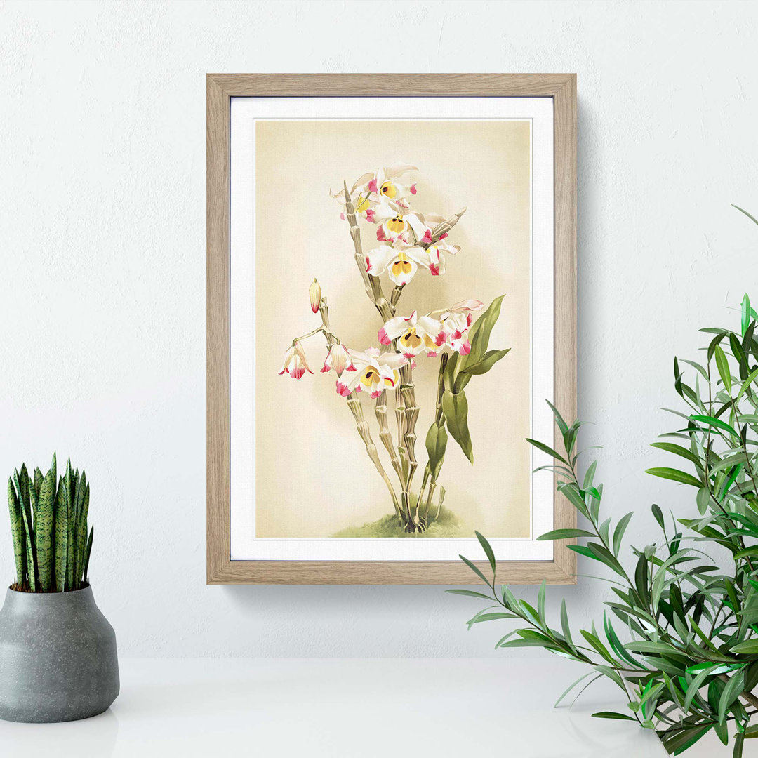 Magnolia Flowers Illustration Tab. 9 by Frederick Sander - Picture Frame Painting Print