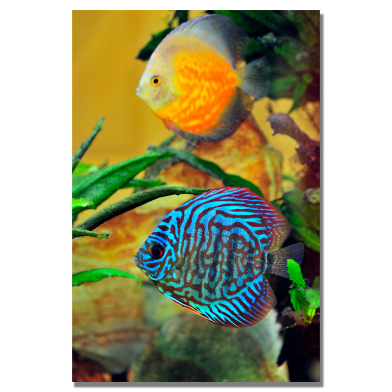 « two fished fish » par kurt shaffer, reproduction de photo sur toile tendue, H 24 po x l 18 po x P 2 po