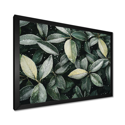 Iqra Evergreen Leaves In Snow III - feuilles, art mural