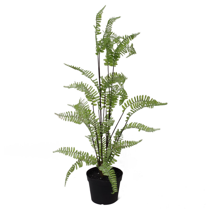 177.8cm Faux Fern Plant in Pot Liner, 70cm H x 50cm W x 50cm D