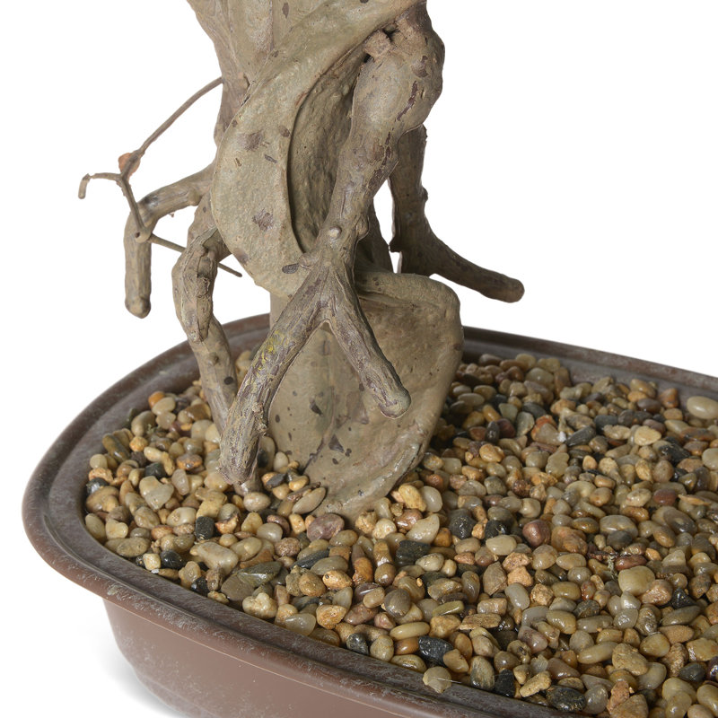 66cm Faux Bonsai Plant