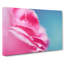 Pink Carnation On Blue - Wrapped Canvas-55325495