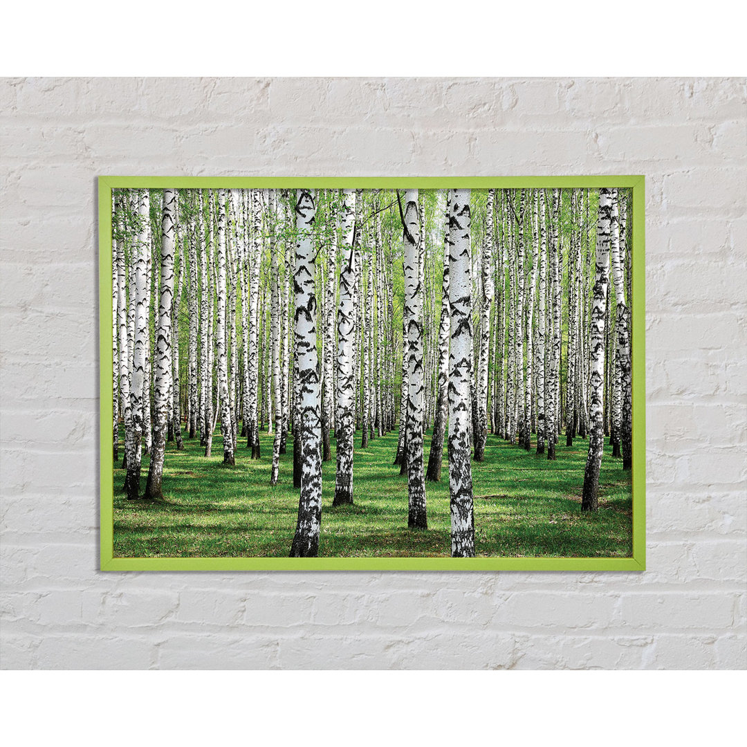 Rabayda Silver Birch Beauty - Einzelner Bilderrahmen Kunstdrucke