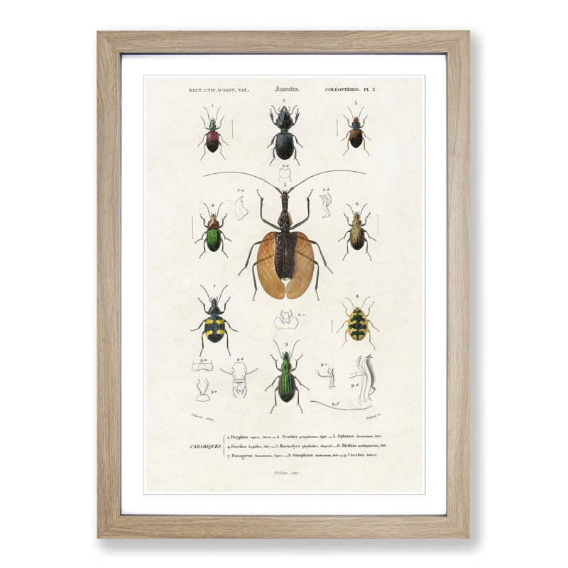 Beetle Illustrations PL.2 by Charles D'Orbigny - Single Picture Frame Print, 63cm H x 45cm W x 2cm D, Oak Framed