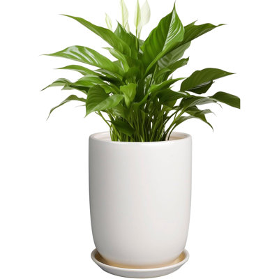 8" White Ceramic Planter With Drainage & Saucer