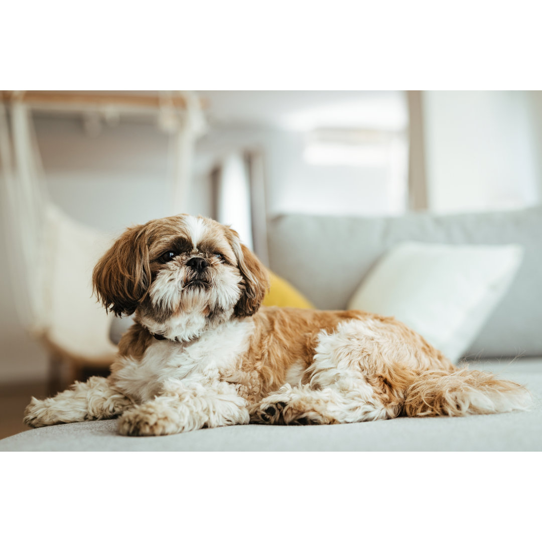 Shih Tzu Dog Relaxing