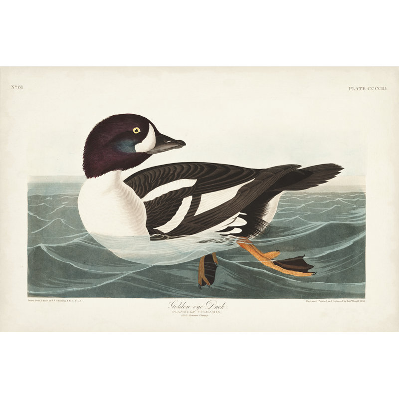 Pl 403, canard aux yeux d'or, H 8 po x l 12 po