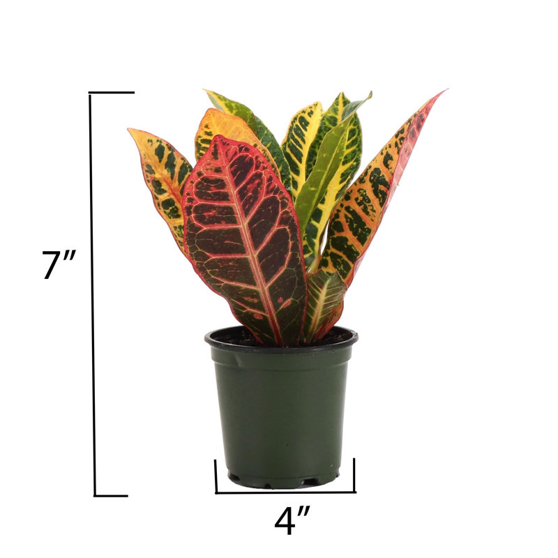 Live Petra Croton Plant, 6" H x 4" W x 4" D
