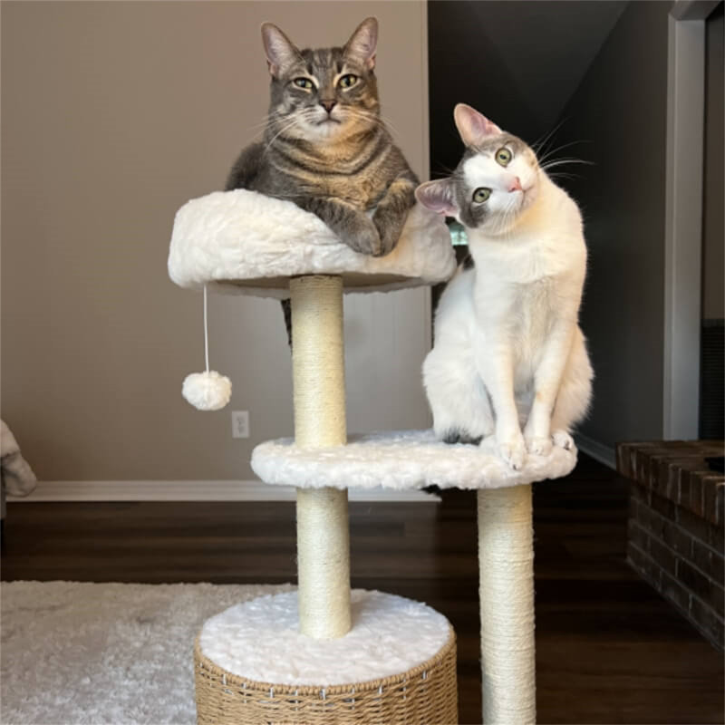 Fabia 33" H Cat Tree