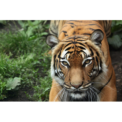 " Malayan Tiger " by Wrangel