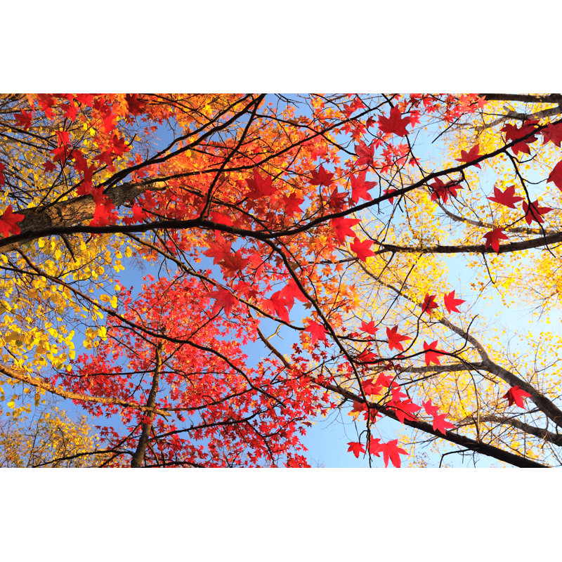 Érable avec feuilles rouges - Photographie sur toile tendue, H 8 po x l 12 po