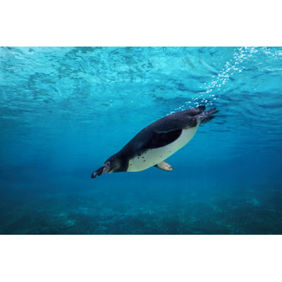Humboldt Penguin - Wrapped Canvas Print