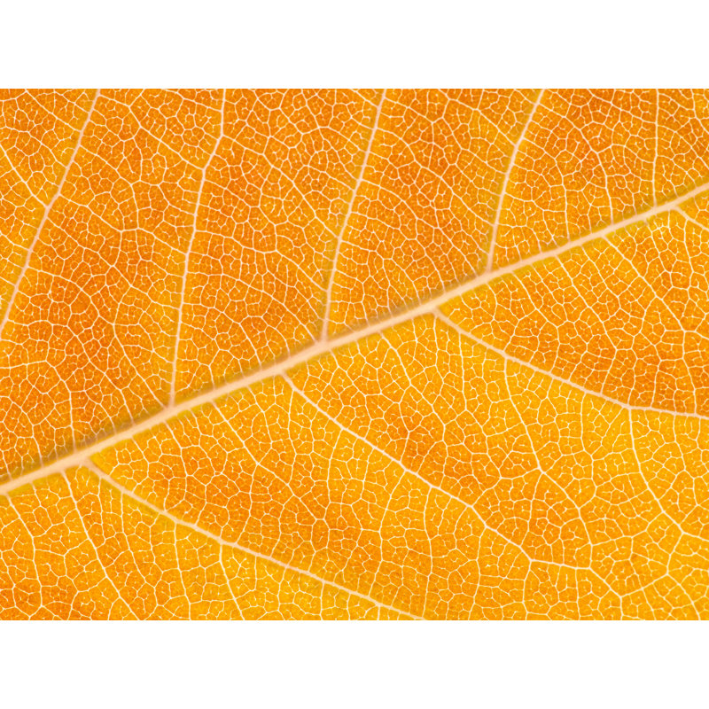 Autumn Leaf Print by Philippe Monthoux, 24" H x 32" W, Wrapped Canvas
