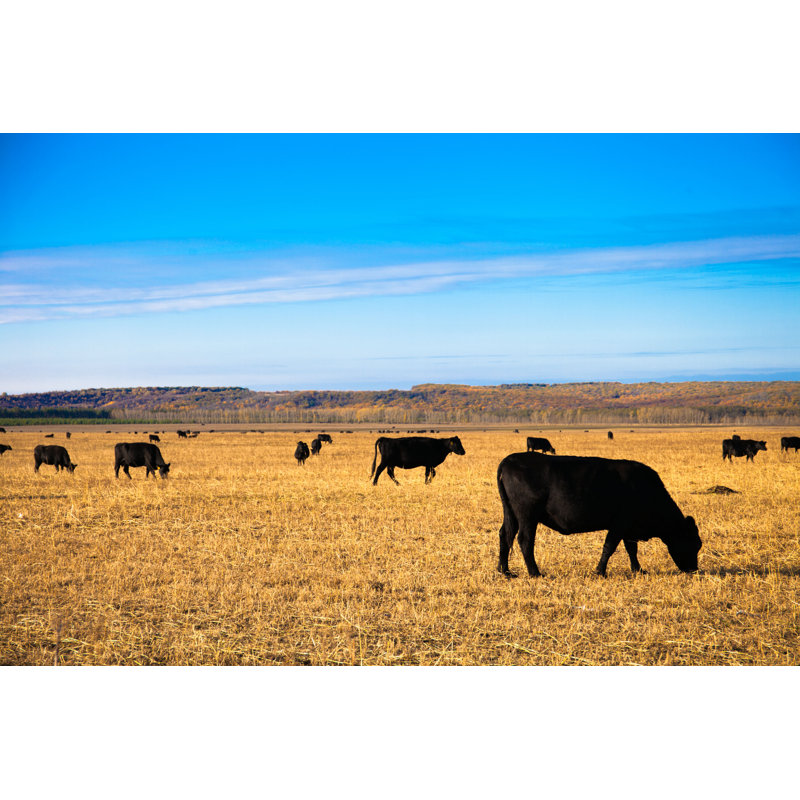 Angus Bulls - Photographie sur toile tendue, H 8 po x l 12 po