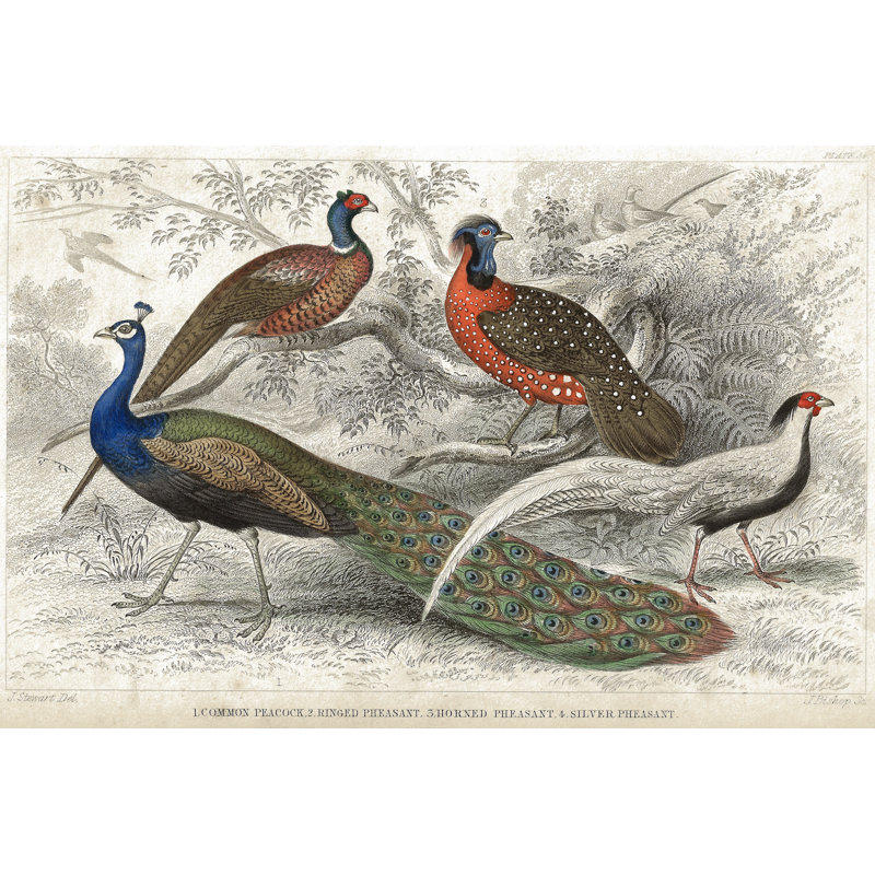 Conte Birds 1852 Litho - Wrapped Canvas Print, 30cm H x 46cm W x 3.8cm D