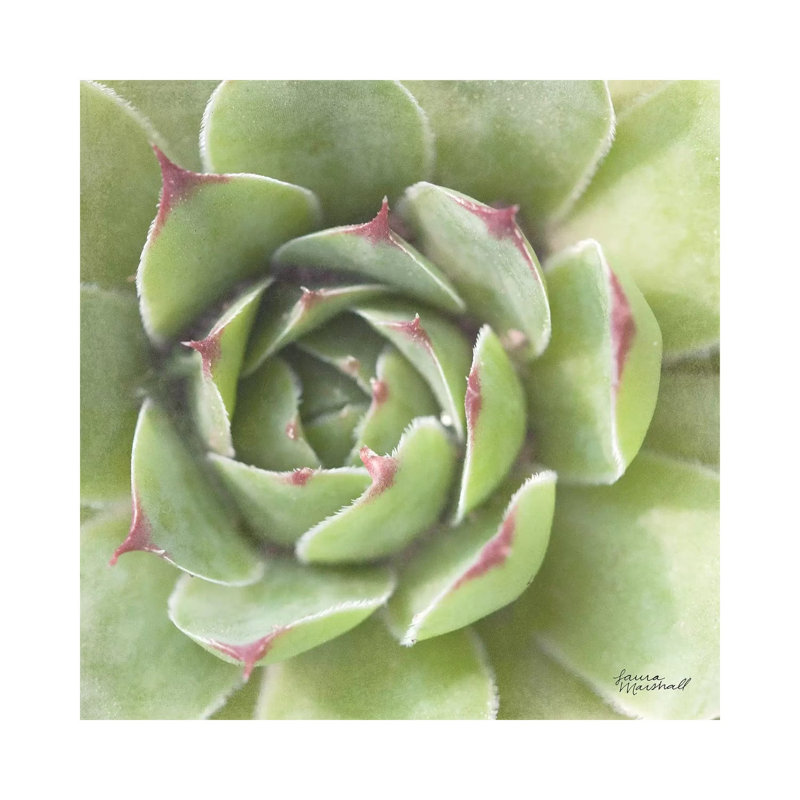 Garden Succulents II by Laura Marshall - Wrapped Canvas Print, 30.48 cm H x 30.48 cm W