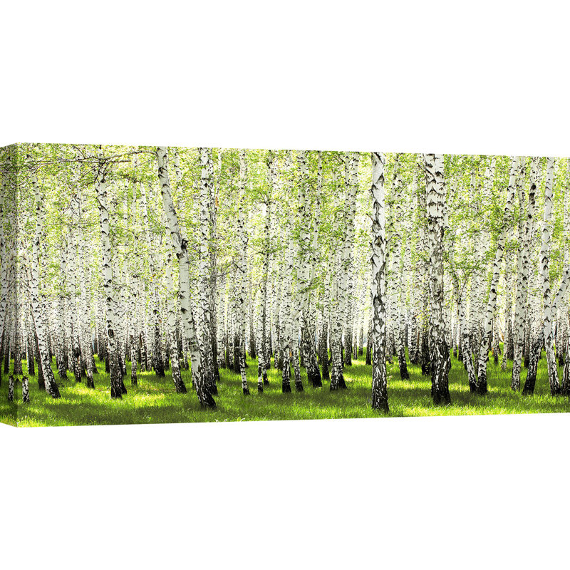 Birch Forest In Spring - Wrapped Canvas Print, 60cm H x 120cm W x 4cm D