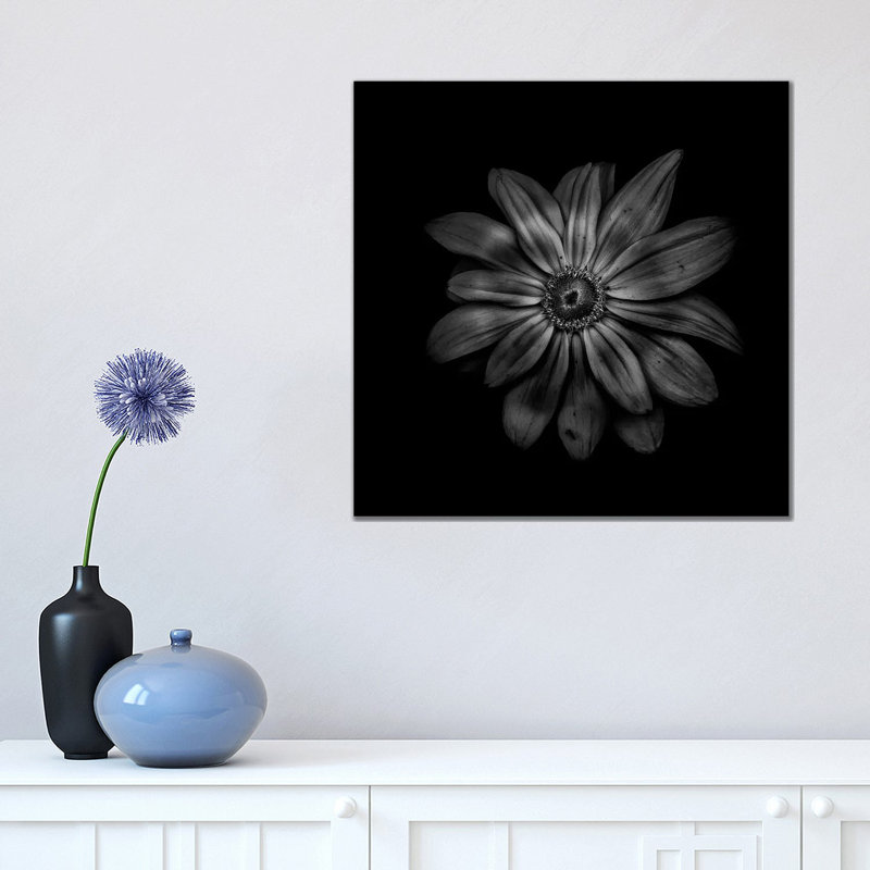 Black and White Daisy V 1 Piece Wrapped Canvas Wall Art, 45.72 cm H x 45.72 cm W x 1.91 cm D