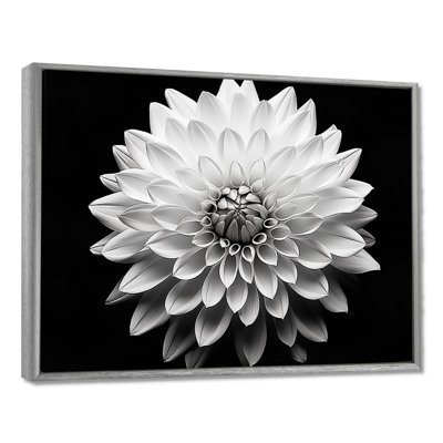 Dahlia In Monochrome Black And White - Dahlia Framed Prints