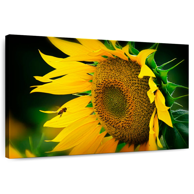 Abeille Harnek attirée par le tournesol, H 24 po x l 36 po