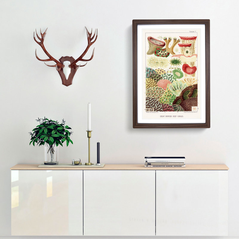 Great Barrier Reef Corals V by W. Saville-Kent - Framed Print, 36cm H x 27cm W x 2cm D, Walnut Framed