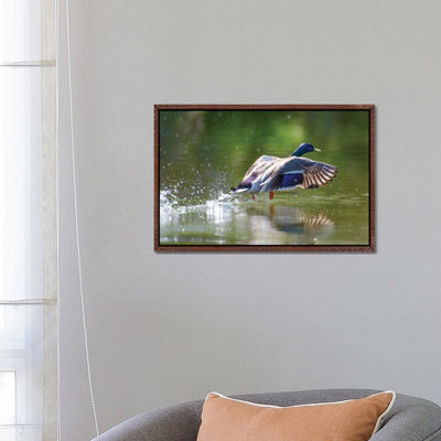 Lift Off by David Gardiner - Floater Frame Print on Canvas