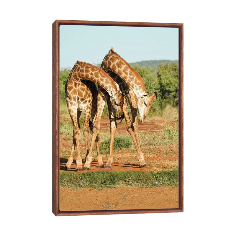 African Dancing Giraffes by Rhonda Thompson - Print on Canvas, Brown Framed, 101.6 cm H x 66.04 cm W