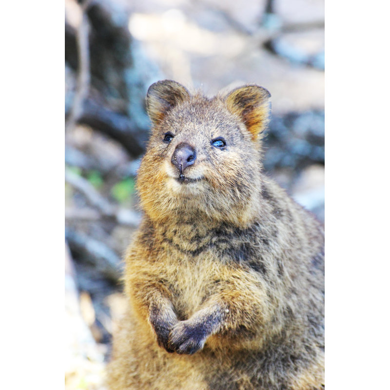 Funny Quokka by J_Knaupe - Wrapped Canvas Print, 30cm H x 20cm W