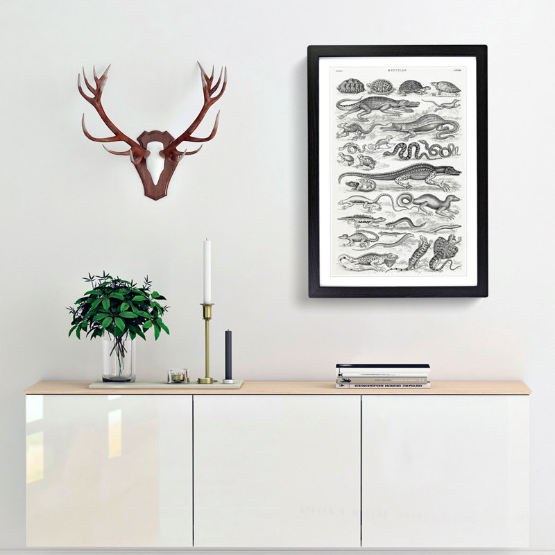 Study of Reptiles by Oliver Goldsmith - Framed Print, 36cm H x 27cm W x 2cm D, Black Framed