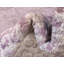 Tapis oriental Malynn-1622816337-1708698376