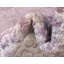 Tapis oriental Malynn-1708698376-1622816346