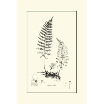 Fern II 1 Piece Wrapped Canvas Wall Art