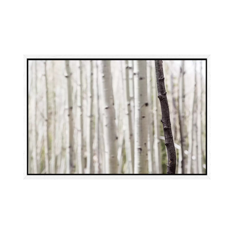Single Birch Tree Trunk