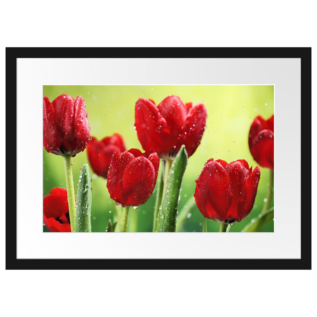 Gerahmtes Poster Rote Tulpen mit Tropfen bedeckt