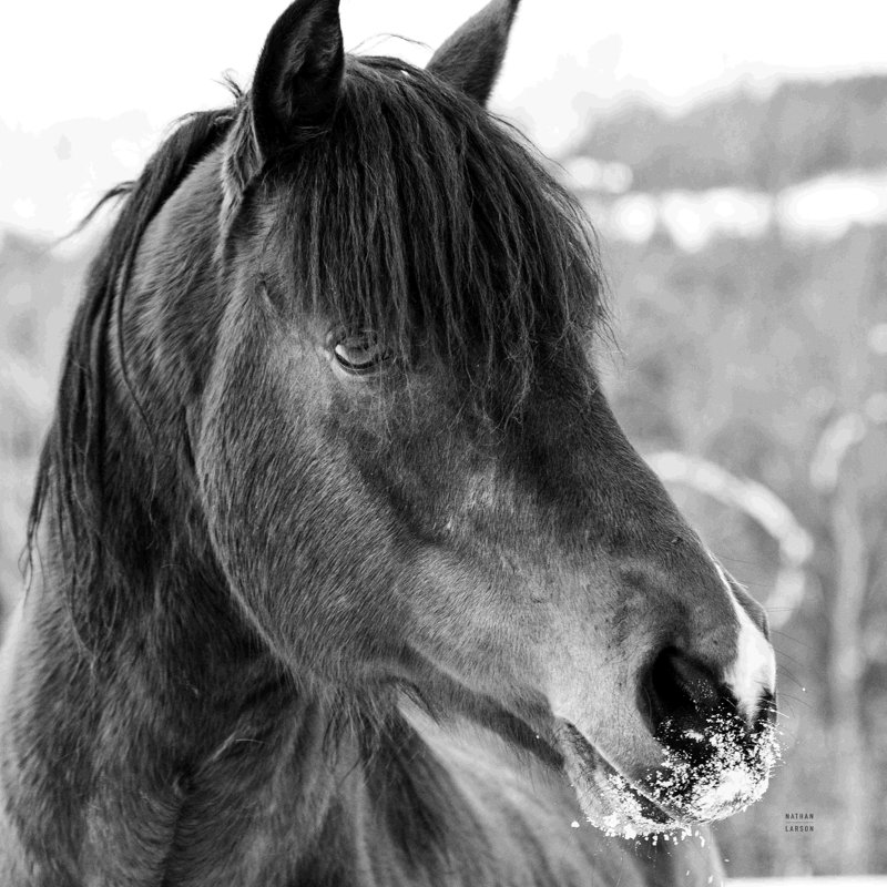 «Winter Horse I» par Nathan Larson, photographie, H 12 po x l 12 po, Papier avec cadre simple argenté sans passe-parto